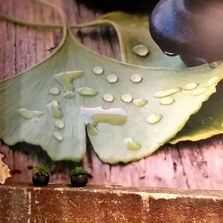 Ginkgo - Biloba
